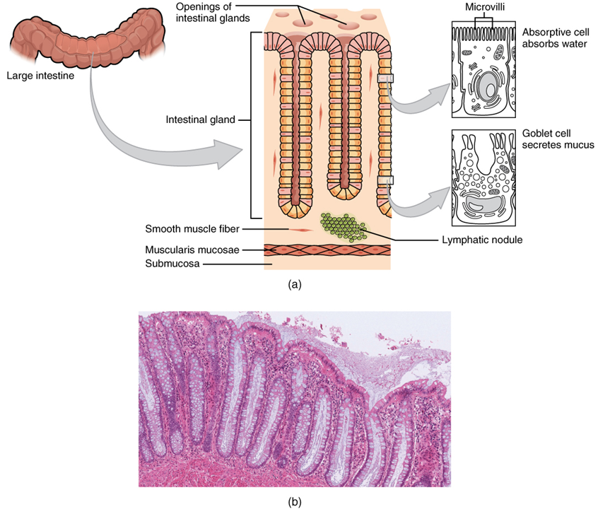 Esta imagen muestra la sección transversal histológica del intestino grueso. El panel izquierdo muestra una pequeña región del intestino grueso. El panel central muestra una vista magnificada de esta región, destacando las aberturas de las glándulas intestinales. El panel derecho muestra una vista más magnificada, con las microvellosidades y las celdas caliciformes.