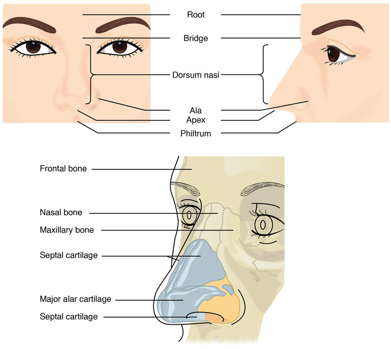 Esta figura muestra la nariz humana. El panel superior izquierdo muestra la vista frontal y el panel superior derecho muestra la vista lateral. El panel inferior muestra los componentes cartilaginosos de la nariz.