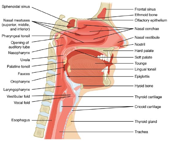 Esta figura muestra una vista en sección transversal de la nariz y la garganta. Las partes principales están etiquetadas.