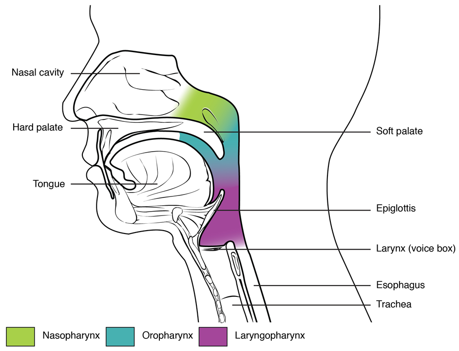 Esta figura muestra la vista lateral de la cara. Las diferentes partes de la faringe están codificadas por colores y etiquetadas.