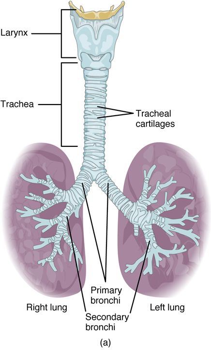 El panel superior de esta figura muestra la tráquea y sus órganos. Las partes principales, incluyendo la laringe, la tráquea, los bronquios y los pulmones, están etiquetadas.