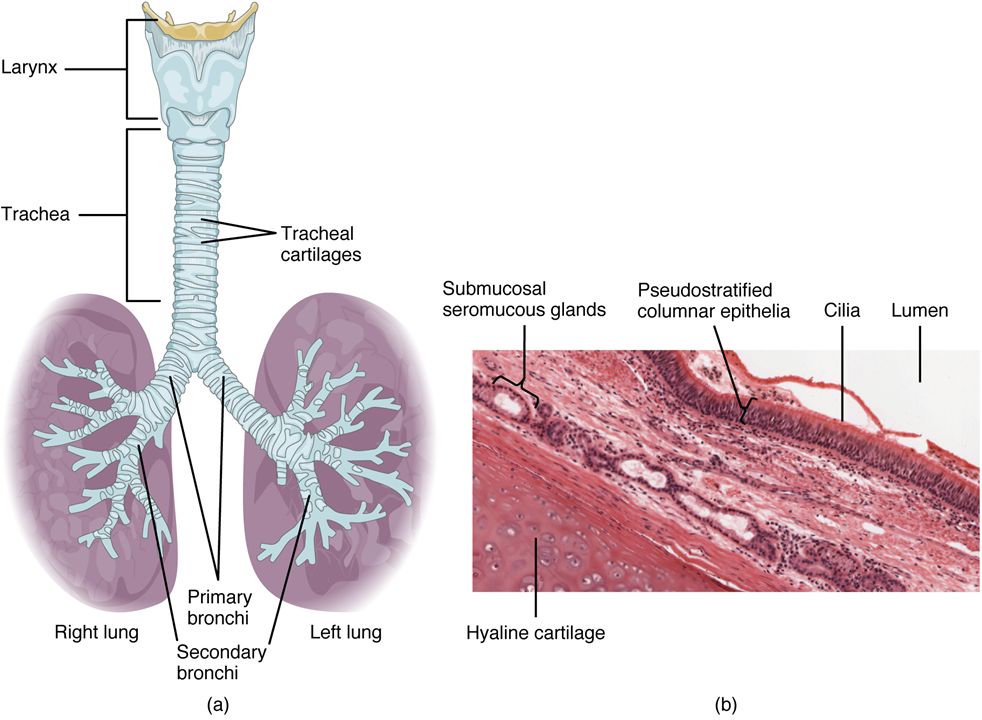 Esta figura muestra la tráquea y sus órganos. Las partes principales, incluyendo la laringe, la tráquea, los bronquios y los pulmones, están etiquetadas.