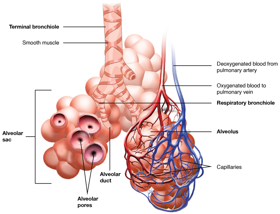 Esta imagen muestra los bronquiolos y sacos alveolares en los pulmones y representa el intercambio de sangre oxigenada y desoxigenada en los vasos sanguíneos pulmonares.