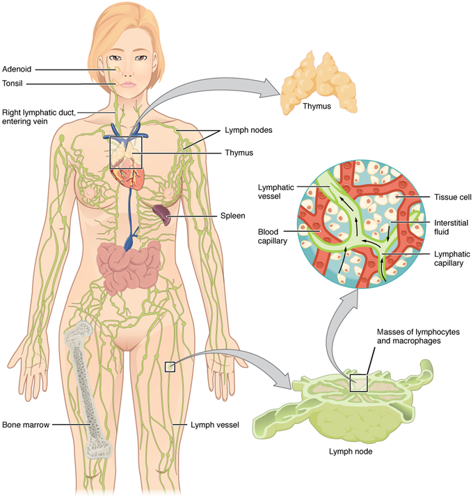 El panel izquierdo muestra un cuerpo humano femenino, y se muestra todo el sistema linfático. El panel derecho muestra imágenes ampliadas del timo y del ganglio linfático. Todas las partes principales del sistema linfático están etiquetadas.