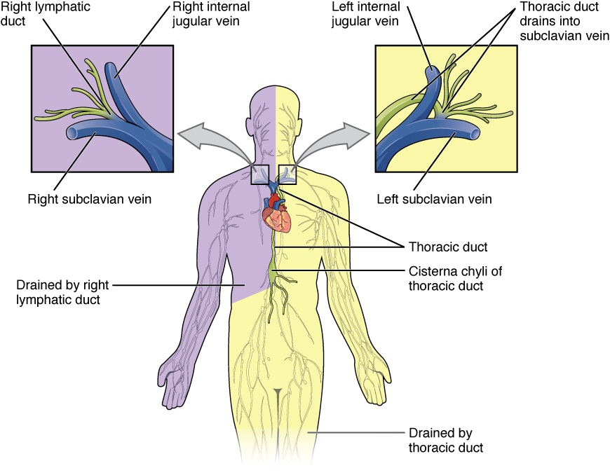 Esta figura muestra los troncos linfáticos y el sistema de conductos en el cuerpo humano. Las llamadas a la izquierda y a la derecha muestran las vistas ampliadas de la vena yugular izquierda y derecha respectivamente.
