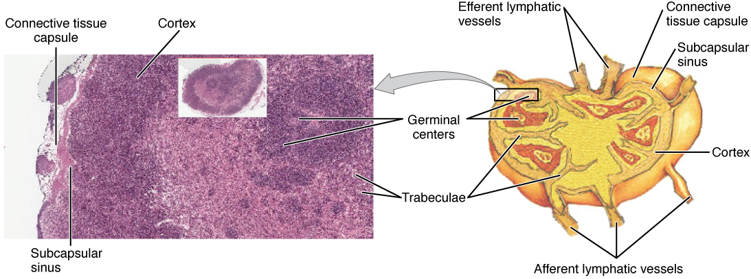 El panel izquierdo de esta figura muestra una micrografía de la sección transversal de un ganglio linfático. El panel derecho muestra la estructura de un ganglio linfático.