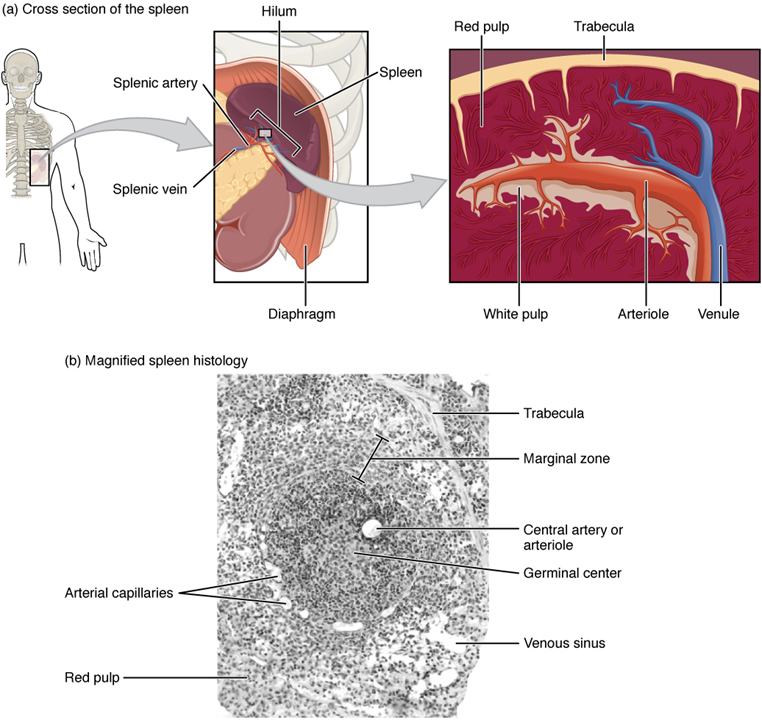 El panel superior izquierdo muestra la ubicación del bazo en el cuerpo humano. El panel central superior muestra una vista de cerca de la ubicación del bazo. El panel superior derecho muestra los vasos sanguíneos y el tejido del bazo. El panel inferior muestra una micrografía histológica.