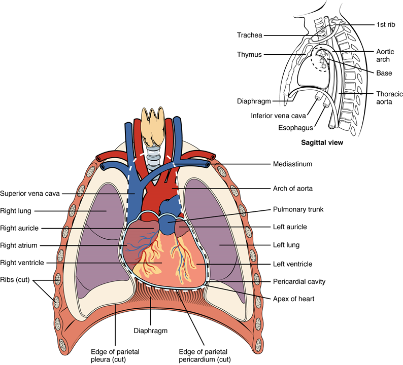Este diagrama muestra la ubicación del corazón en el tórax.