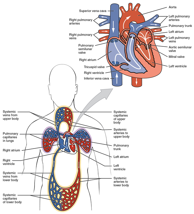 El panel superior muestra el corazón humano con las arterias y venas etiquetadas. El panel inferior muestra el sistema circulatorio humano.
