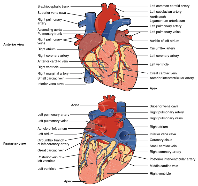 El panel superior muestra la vista anterior del corazón y el panel inferior muestra la vista posterior del corazón humano. En ambos paneles se etiquetan las partes principales del corazón.