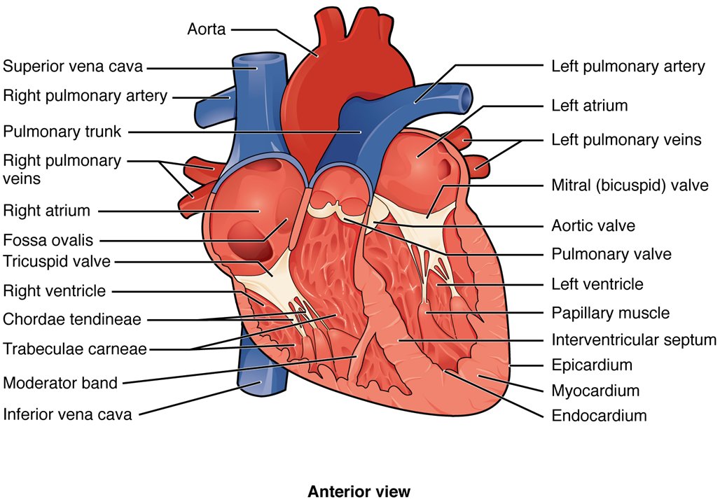 En esta figura el panel superior muestra la imagen del corazón con las partes principales etiquetadas. El panel inferior izquierdo muestra una foto del corazón con la capa superficial despegada. Las imágenes en la parte inferior derecha muestran una musculatura detallada dentro del corazón.