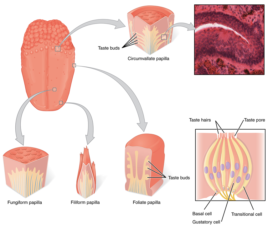 El panel izquierdo muestra la imagen de una lengua con llamamientos que muestran vistas magnificadas de diferentes partes de la lengua. El panel superior derecho muestra una micrografía de la papila circunvalada, y el panel inferior derecho muestra la estructura de una papila gustativa.