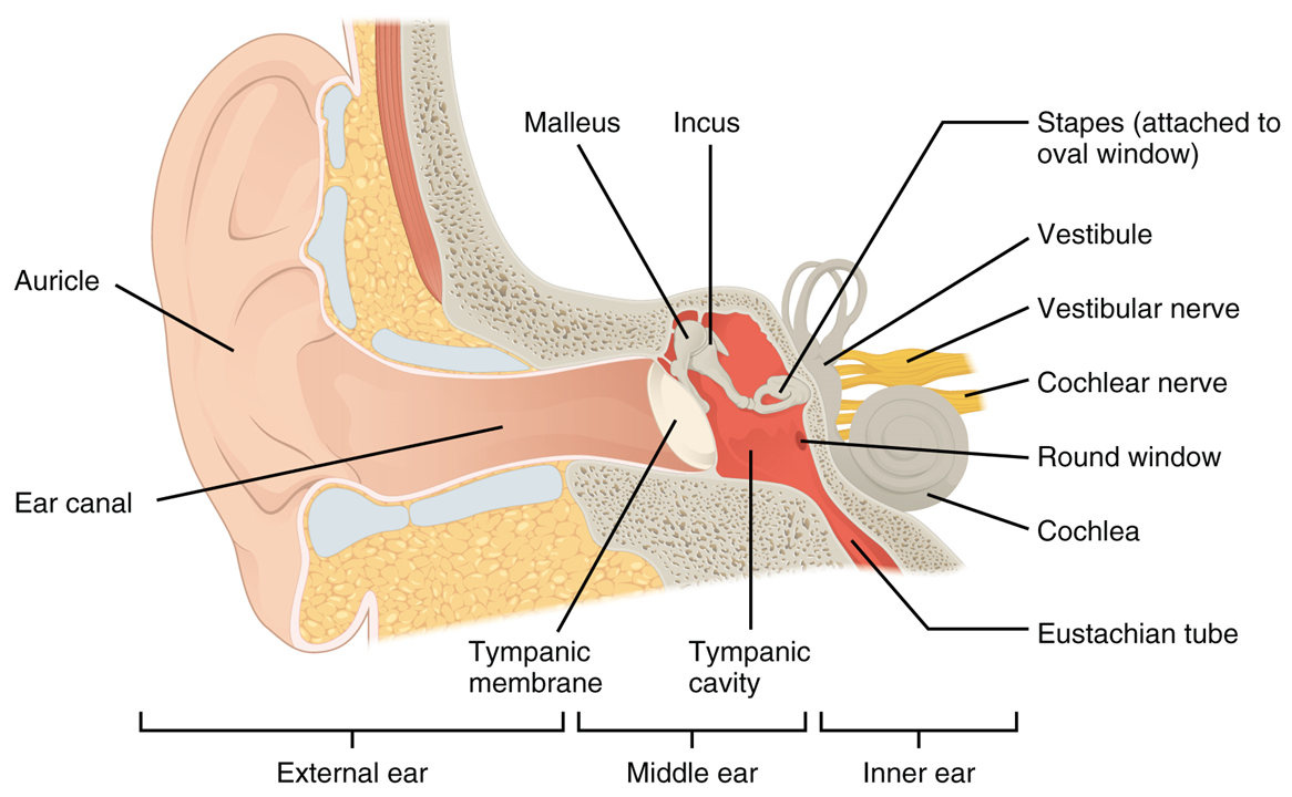 Esta imagen muestra la estructura de la oreja con las partes principales etiquetadas.