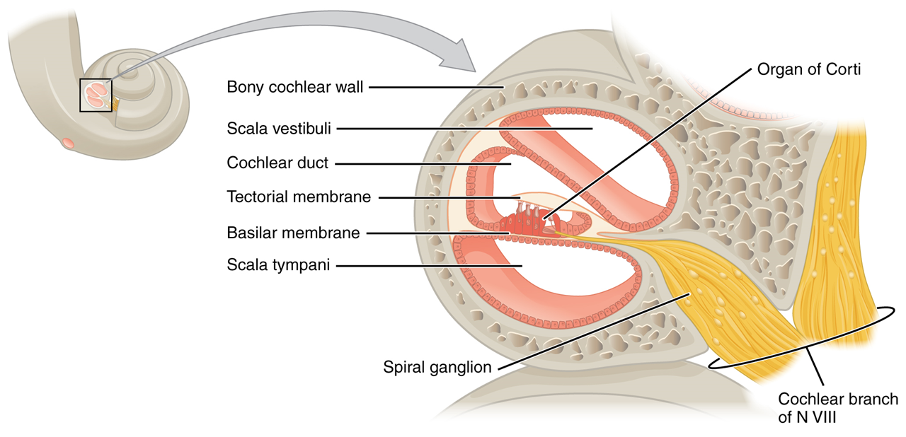 Este diagrama muestra la estructura de la cóclea en el oído interno.
