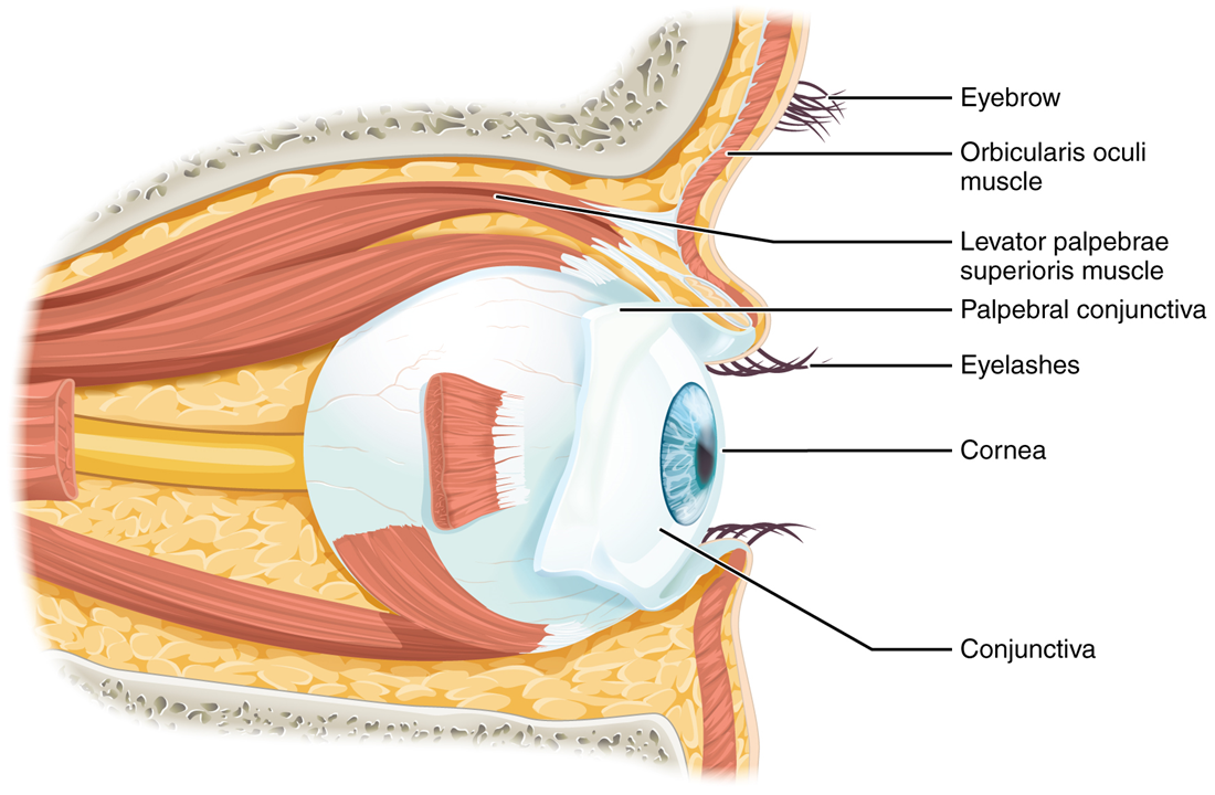 Este diagrama muestra la vista lateral del ojo. Las partes principales están etiquetadas.