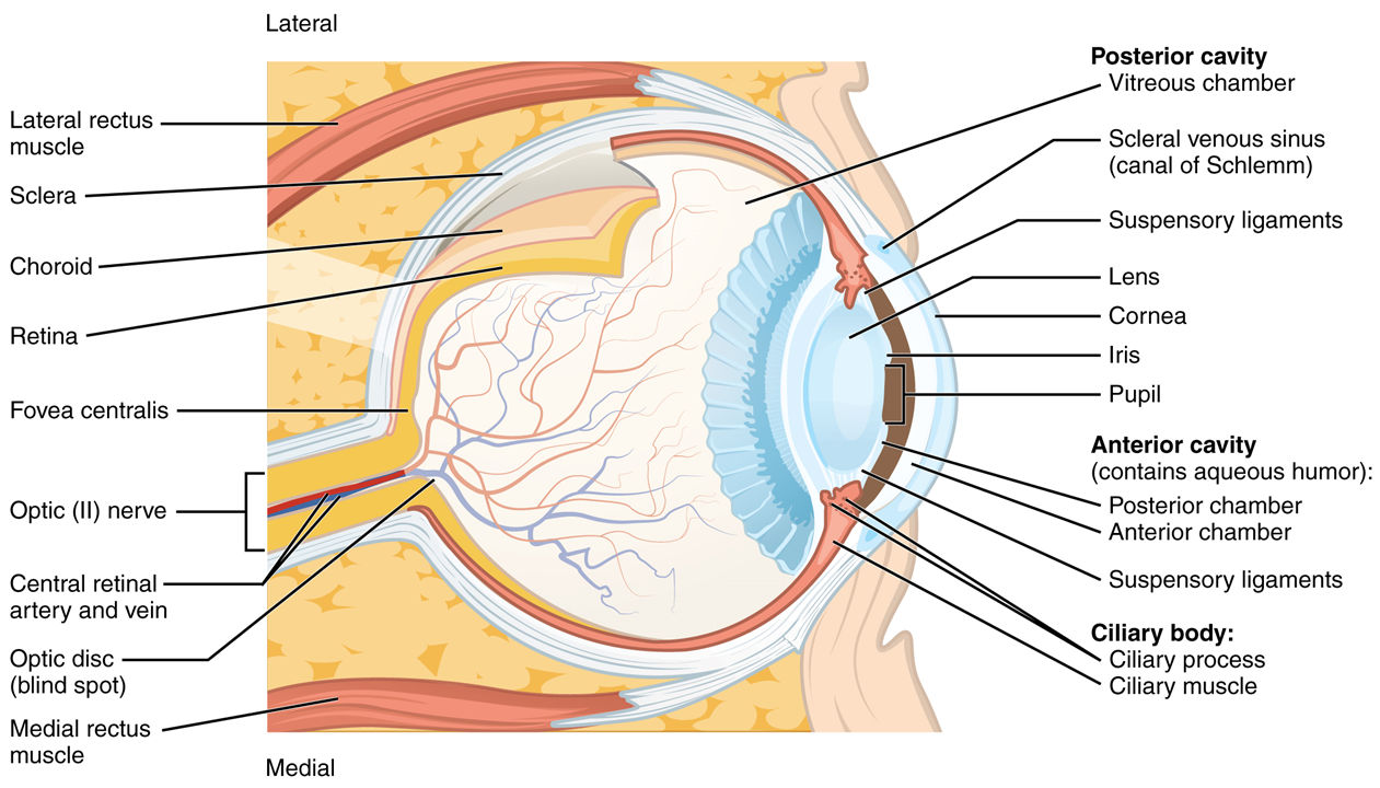Este diagrama muestra la estructura del ojo con las partes principales etiquetadas.