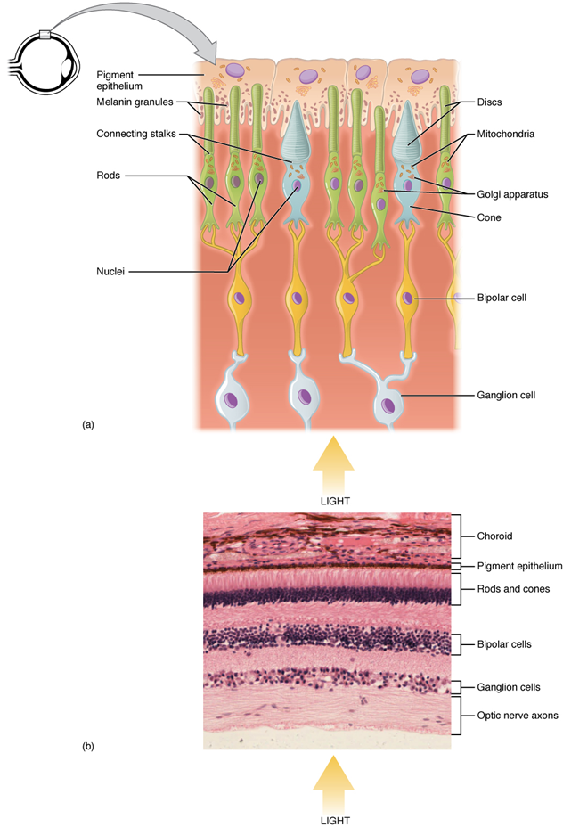 El panel superior muestra la estructura celular de las diferentes células en el ojo. El panel inferior muestra una micrografía de la estructura celular.