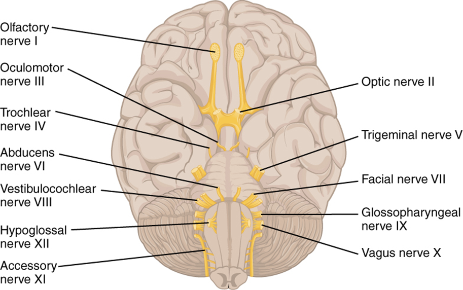 Este diagrama muestra que el cerebro y los nervios principales en el cerebro están etiquetados.