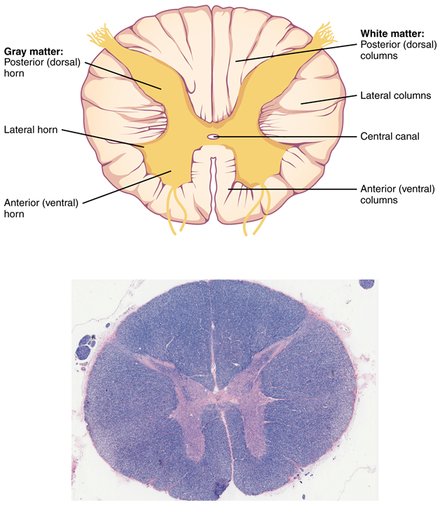 Esta figura muestra la sección transversal de la médula espinal. El panel superior muestra un diagrama de la sección transversal y las partes principales están etiquetadas. El panel inferior muestra una imagen ecográfica de la sección transversal de la médula espinal.