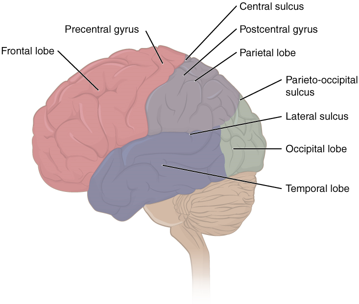 Esta figura muestra la vista lateral del cerebro y se etiquetan los lóbulos principales.