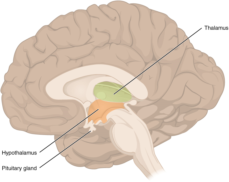 Esta figura muestra la ubicación del tálamo, el hipotálamo y la glándula pituitaria en el cerebro.