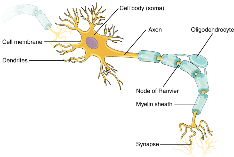 Esta ilustración muestra la anatomía de una neurona. La neurona tiene un cuerpo celular (soma) muy irregular que contiene un núcleo púrpura. Hay seis proyecciones que sobresalen de la parte superior, inferior e izquierda del cuerpo celular. Cada una de las proyecciones se ramifica muchas veces, formando pequeñas estructuras en forma de árbol que sobresalen del cuerpo celular. El lado derecho del cuerpo celular se estrecha en un cordón largo llamado axón. El axón está aislado por segmentos de vaina de mielina, que se asemejan a un rollo de papel higiénico semitransparente enrollado alrededor del axón. La vaina de mielina no es continua, sino que está separada en segmentos igualmente espaciados. Los segmentos axónicos desnudos entre los segmentos de vaina se denominan nodos de Ranvier. Un oligodendrocito está alcanzando sus dos brazos como proyecciones sobre dos segmentos de vaina de mielina. El axón se ramifica muchas veces en su extremo, donde se conecta a las dendritas de otra neurona. Cada conexión entre una rama de axón y una dendrita se llama sinapsis. La membrana celular rodea completamente el cuerpo celular, las dendritas y su axón. El axón de otro nervio se ve en la parte superior izquierda del diagrama conectando con las dendritas de la neurona central.