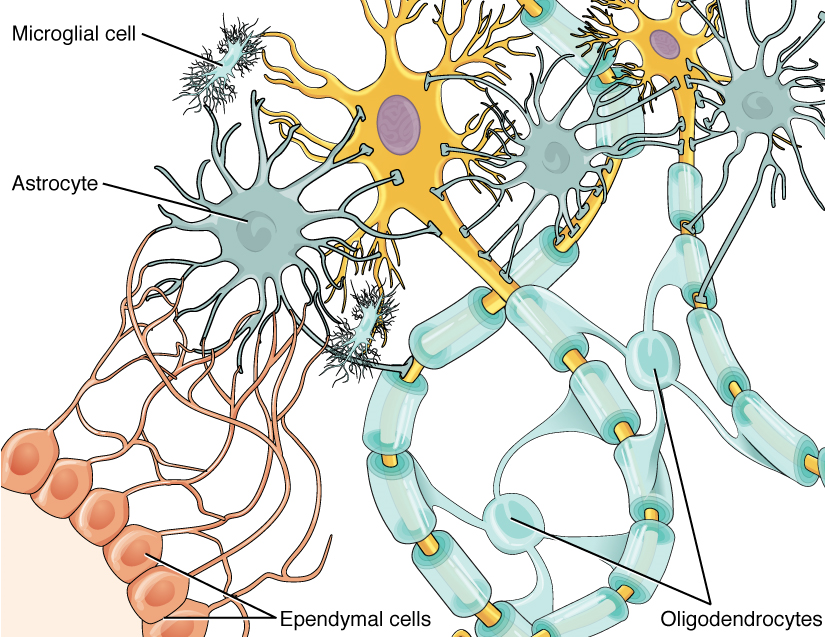 Este diagrama muestra varios tipos de células del sistema nervioso asociadas a dos neuronas multipolares. Los astrocitos son células en forma de estrella con muchas proyecciones similares a dendritas pero sin axones. Están conectados con las neuronas multipolares y otras células en el diagrama a través de sus proyecciones tipo dendritas. Las células ependimales tienen un cuerpo celular en forma de lágrima y una cola larga que se ramifica varias veces antes de conectarse con los astrocitos y la neurona multipolar. Las células microgliales son células pequeñas con cuerpos rectangulares y muchas proyecciones similares a dendritas que provienen de sus lados más cortos. Las proyecciones son tan extensas que dan a la célula microglial una apariencia borrosa. Los oligodendrocitos tienen cuerpos celulares circulares con cuatro proyecciones similares a dendritas. Cada proyección está conectada a un segmento de vaina de mielina en los axones de las neuronas multipolares. Los oligodendrocitos son del mismo color que el segmento de vaina de mielina y están agregando capas a la vaina usando sus proyecciones.