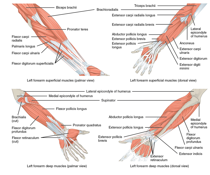 Esta figura multiparte muestra los diferentes músculos que mueven el antebrazo. Los principales grupos musculares están etiquetados.