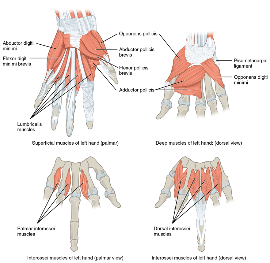 Esta figura multiparte muestra los músculos intrínsecos de la mano con los principales grupos musculares etiquetados.