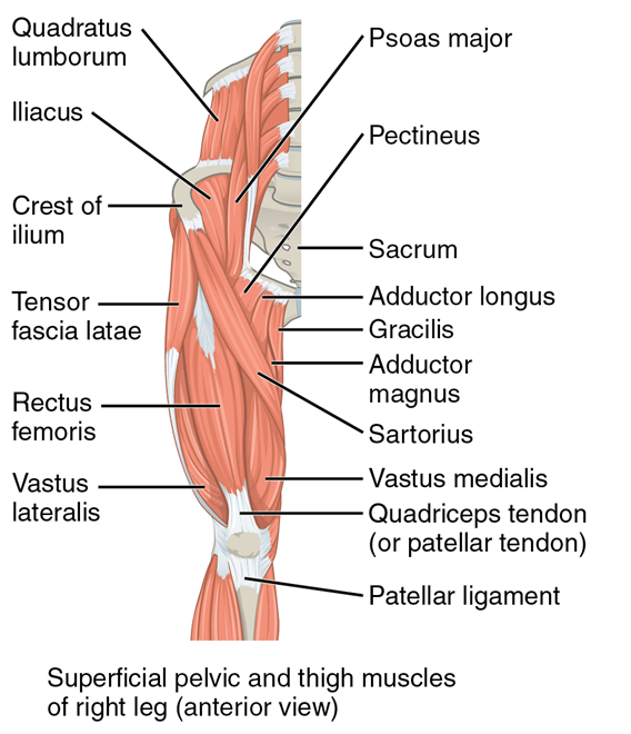 Panel muestra los músculos pélvicos y muslos superficiales,