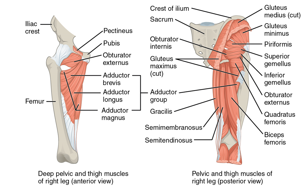 El panel izquierdo muestra los músculos pélvicos y muslos profundos. El panel derecho muestra la vista posterior de los músculos pélvicos y muslos.