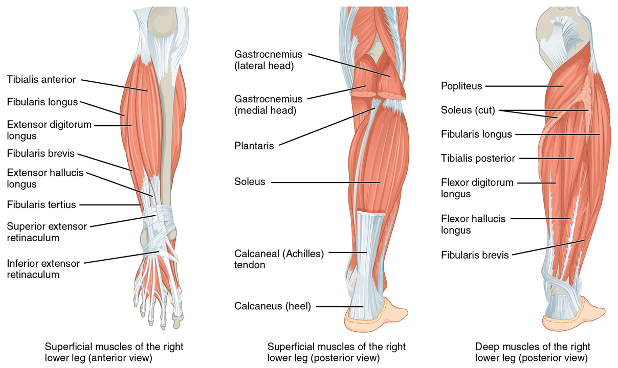 El panel izquierdo muestra los músculos superficiales que mueven los pies y el panel central muestra la vista posterior de los mismos músculos. El panel derecho muestra los músculos profundos de la parte inferior derecha de la pierna.