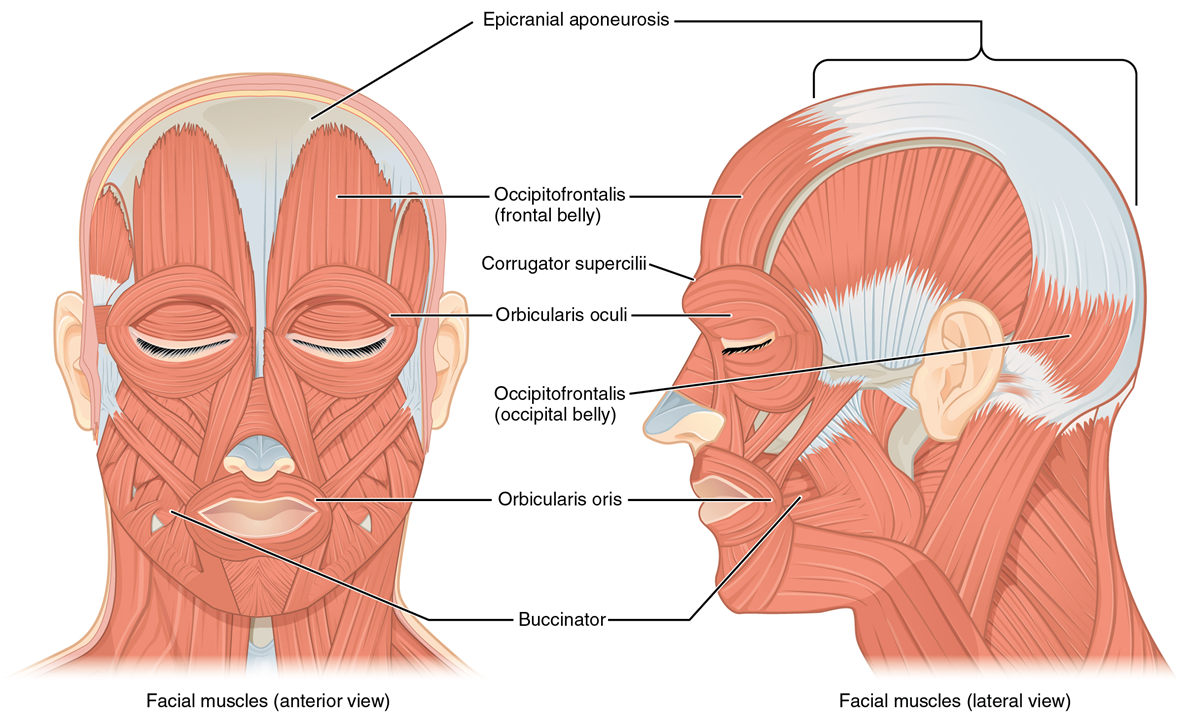El panel izquierdo en esta figura muestra la vista anterior de los músculos faciales, y el panel derecho muestra la vista lateral.