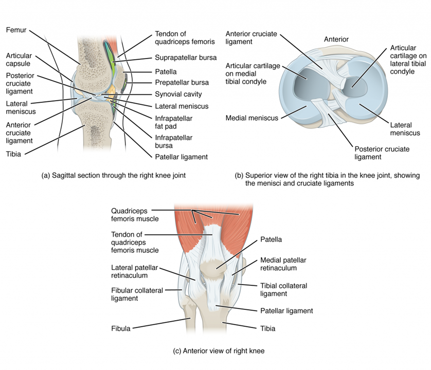 Esta imagen muestra las diferentes vistas de la articulación de la rodilla. El panel superior izquierdo muestra la vista sagital de la articulación de la rodilla derecha. El panel superior izquierdo muestra la vista superior de la tibia derecha, identificando los ligamentos. El panel inferior derecho muestra la vista anterior de la rodilla derecha.