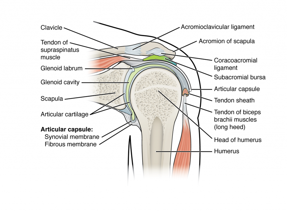 Esta figura muestra la estructura de la articulación del hombro. Los ligamentos principales y partes están etiquetados.