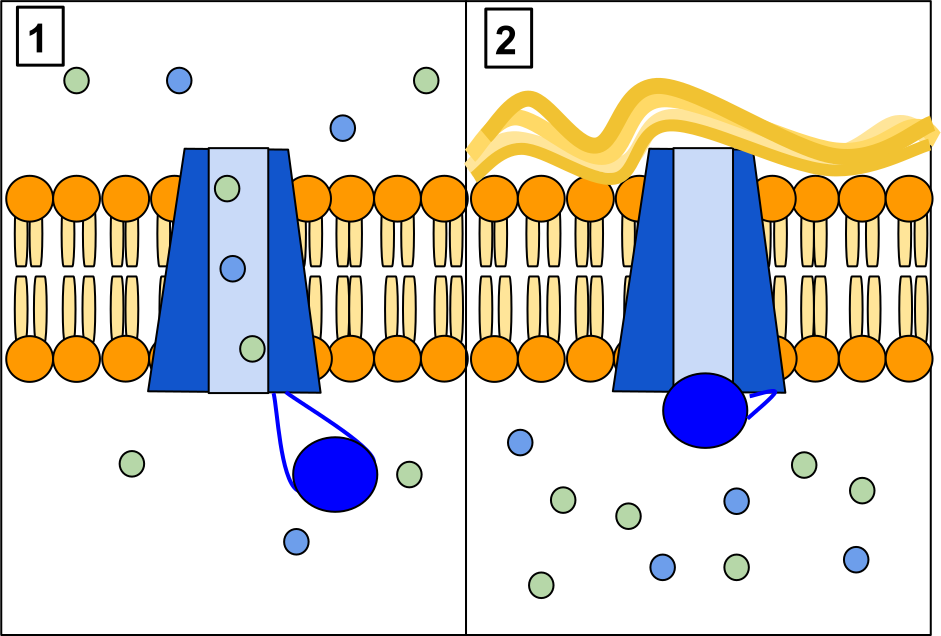 caricatura del canal CFTR en membrana