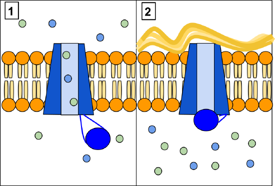 cartoon of CFTR channel in membrane