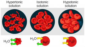 osmosis in red blood cells