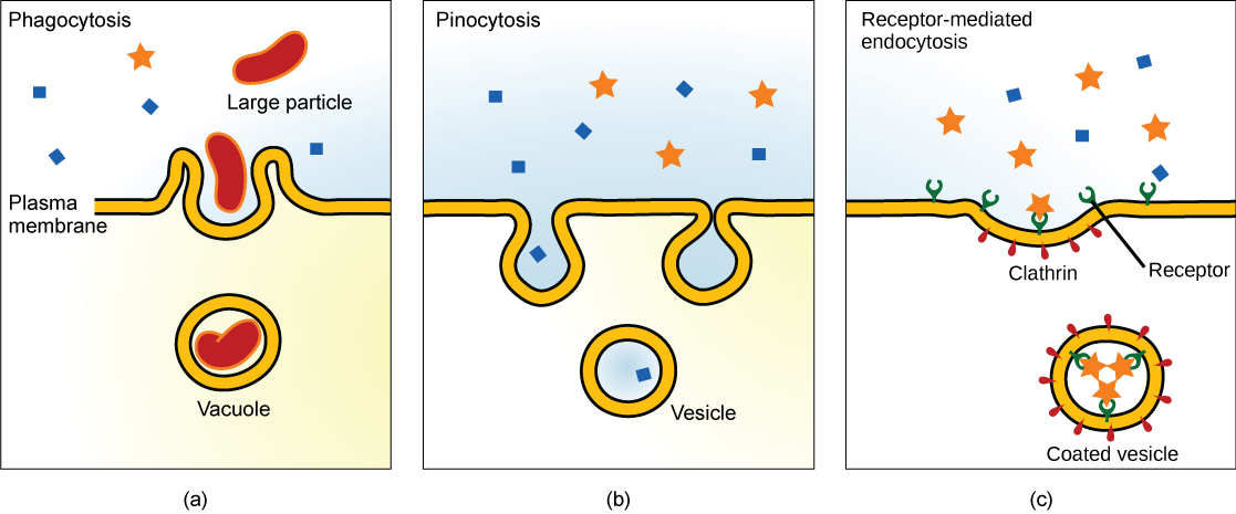 Se muestran tres tipos de endocitosis: (a) fagocitosis, (b) pinocitosis y (c) endocitosis mediada por receptores. La parte a muestra la membrana plasmática formando una bolsa alrededor de una partícula en el fluido extracelular. Posteriormente, la membrana envuelve la partícula, la cual queda atrapada en una vacuola. La parte b muestra una membrana plasmática que forma una bolsa alrededor del fluido en el fluido extracelular. Posteriormente, la membrana envuelve el fluido, el cual queda atrapado en una vacuola. La parte c muestra una parte de la membrana plasmática que está recubierta de clatrina en el lado citoplásmico y tiene receptores en el lado extracelular. Los receptores se unen a una sustancia, luego pellizcan para formar una vesícula recubierta.