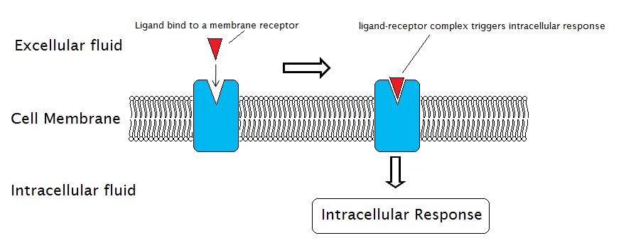 cell-surface receptor