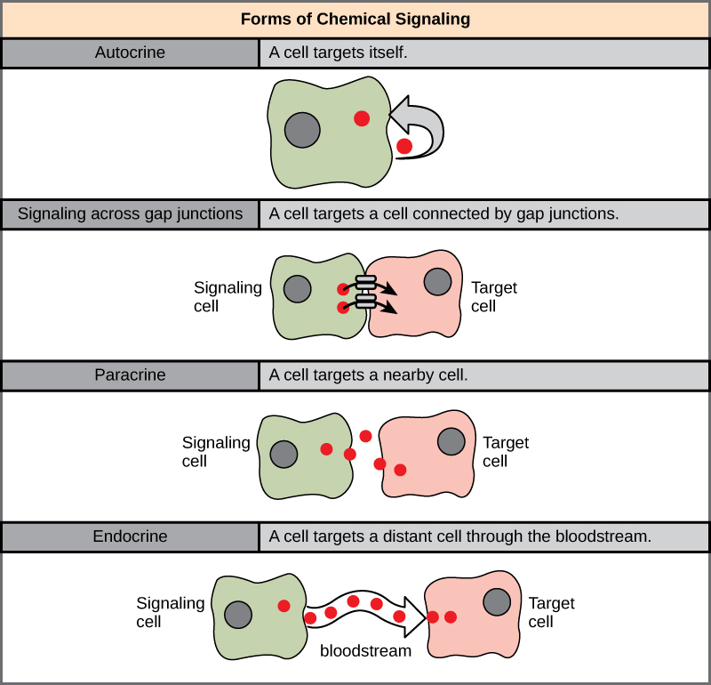 La ilustración muestra cuatro formas de señalización química. En la señalización autocrina, una célula se dirige a sí misma. En la señalización a través de una unión de hueco, una célula se dirige a una célula conectada a través de uniones de hueco. En la señalización paracrina, una célula se dirige a una célula cercana. En la señalización endocrina, una célula se dirige a una célula distante a través del torrente sanguíneo