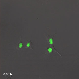 Animaciones del indicador de ciclo celular basado en ubiquitinación fluorescente de infrarrojo cercano y rojo lejano (FUCCI)