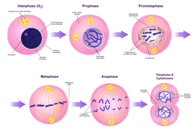 Diagrama de etapas de mitosis Interfase (G₂): En esta subestación, la célula se prepara para la división nuclear y se sintetiza una proteína que produce microtúbulos para la división celular. Profase: La etapa más larga de la mitosis. En esta etapa los cromosomas se hacen visibles y los centriolos se separan y se mueven a polos opuestos de la célula. Prometafase: La envoltura nuclear se desintegra y los microtúbulos pueden unirse a cinetocoros. Congreso de cromosomas hacia la placa metafásica de la célula. Metafase: En esta etapa los cromosomas se alinean a través del centro de la célula y se conectan a la fibra del huso en su centrómero. Anafase: En esta etapa las cromátidas hermanas se separan en cromosomas individuales y se separan. Telofase y citocinesis: Los cromosomas se descondensan y están rodeados por una envoltura nuclear recién formada. La citocinesis suele coincidir con y telofase.