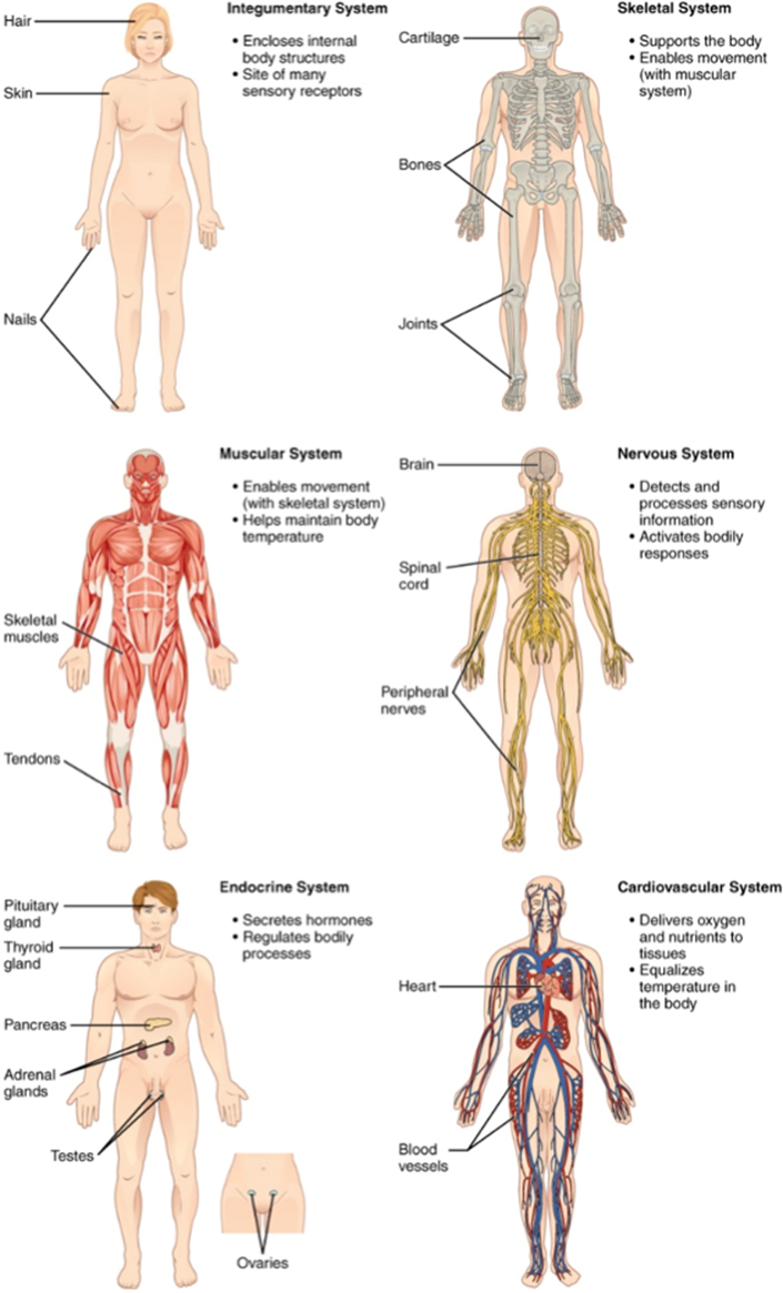 Seis diferentes figuras humanas que muestran los sistemas tegumentario, esquelético, muscular, nervioso, endocrino y cardiovascular.
