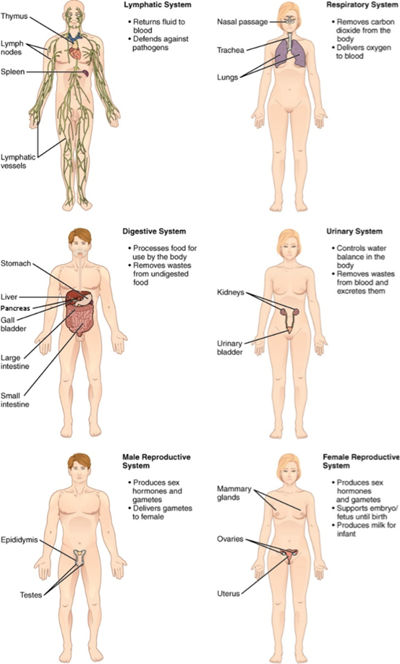 Seis formas humanas diferentes que muestran los sistemas linfático, respiratorio, digestivo, urinario y reproductivo (masculino y femenino).