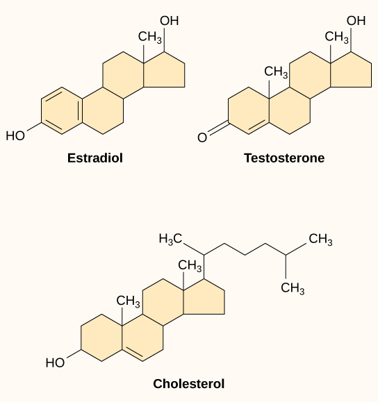 Se muestran las estructuras moleculares de estradiol, testosterona y colesterol. Las tres moléculas comparten una estructura de cuatro anillos pero difieren en los tipos de grupos funcionales unidos a ella.