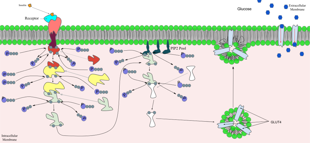 A diagram of signal transduction for insulin.