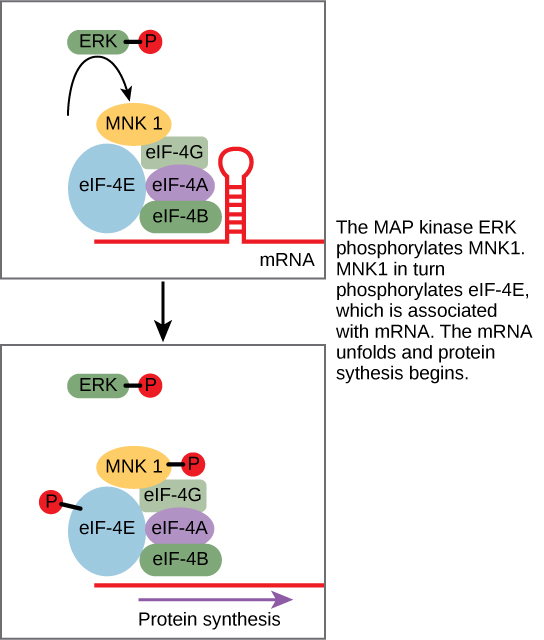 Esta ilustración muestra la vía por la cual ERK, una quinasa MAP, activa la síntesis de proteínas. La ERK fosforilada fosforila MNK1, que a su vez fosforila eIF-4E, la cual se asocia con ARNm. Cuando eIF-4E se fosforila, el ARNm se despliega y comienza la síntesis de proteínas.