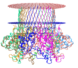 Curli transport lipoprotein CsgG (4uv3) for DNA nanapore sequencing.png