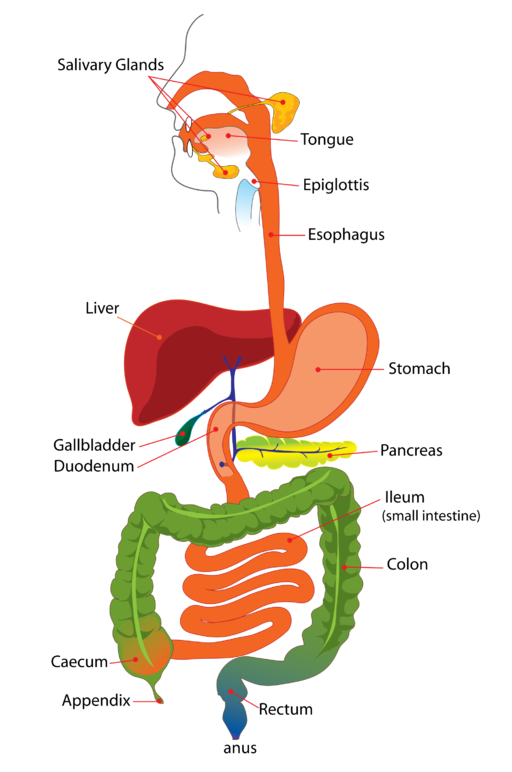 Diagrama del sistema digestivo humano.